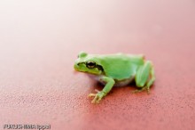 20090811_061022 20090811_061022